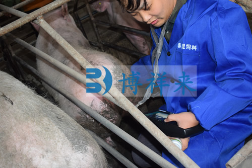 背膘仪检测母猪背膘厚度
