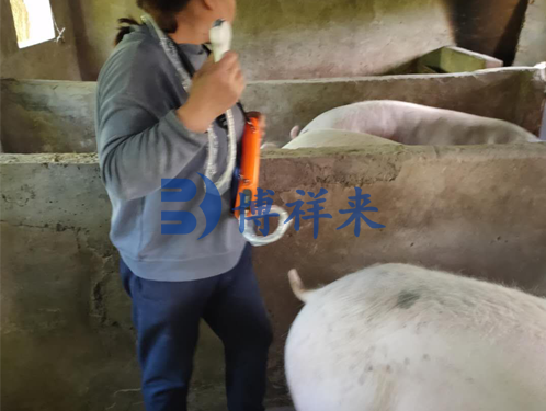 猪用B超机测母猪卵泡发育的好处