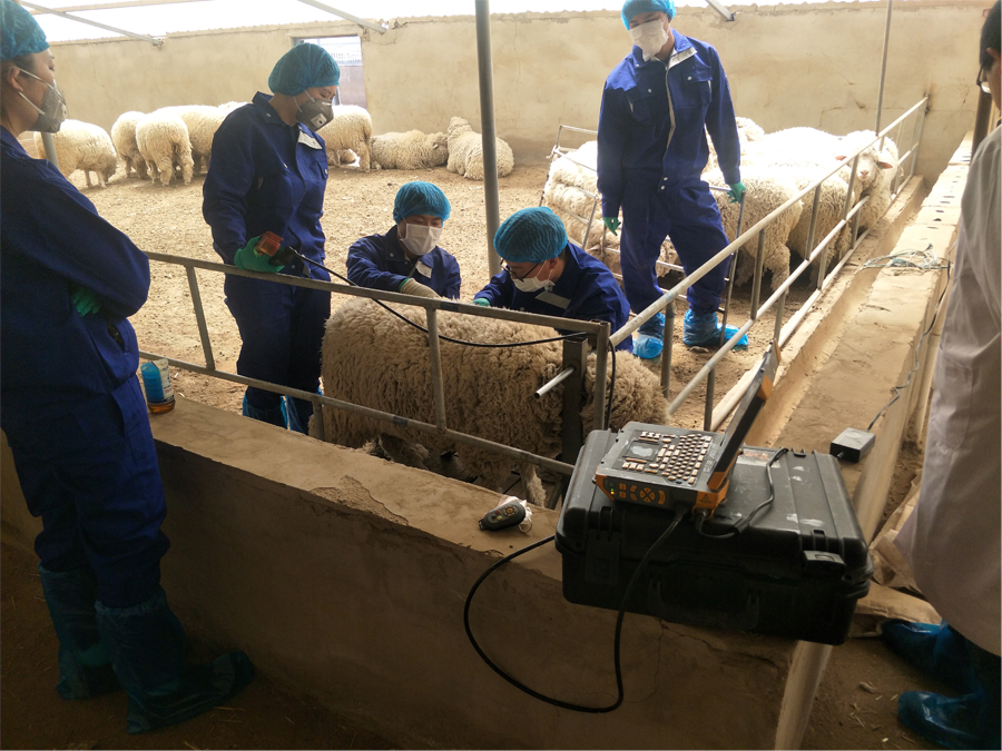 羊用背膘眼肌测定仪:精准检测,助力羊群育种与肉质改良