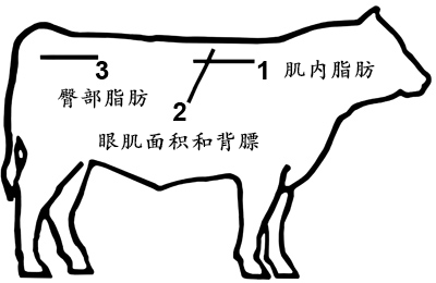 牛用背膘眼肌测定仪:肉牛育种提质增效的必备工具