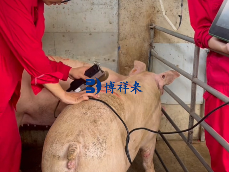 智能猪用背膘眼肌测定仪：让猪场育种更精准的“AI眼睛”