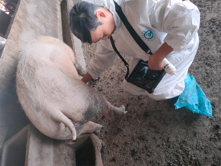 猪用B超机测胎仔数的应用：让母猪繁殖管理更精准