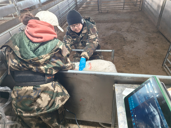 羊用背膘仪在现代羊场管理中的应用:让体况评估更精准