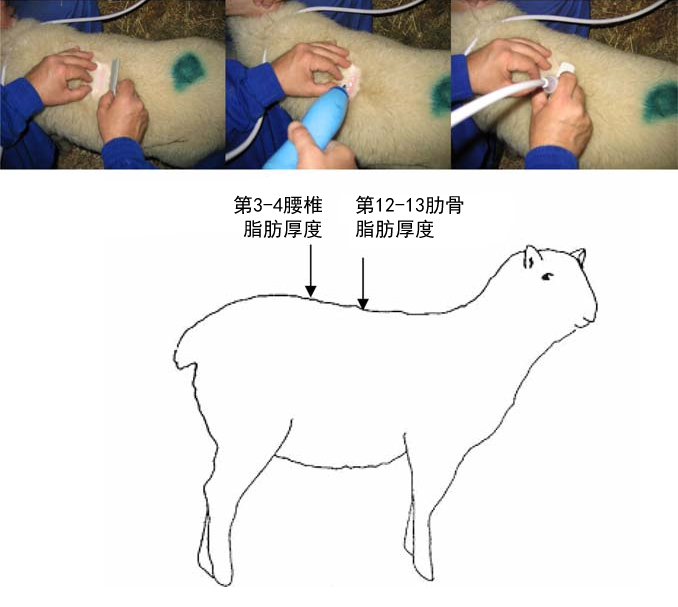 测羊背膘厚度.png