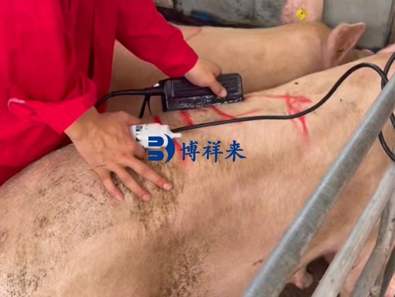 精准选种的基石:猪用背膘眼肌测定仪的详细检测方法与操作流程
