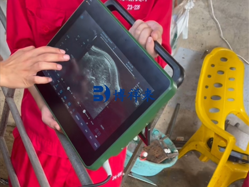 为什么现代养猪场越来越注重猪背膘厚度的管理，猪用B超机起到的作用