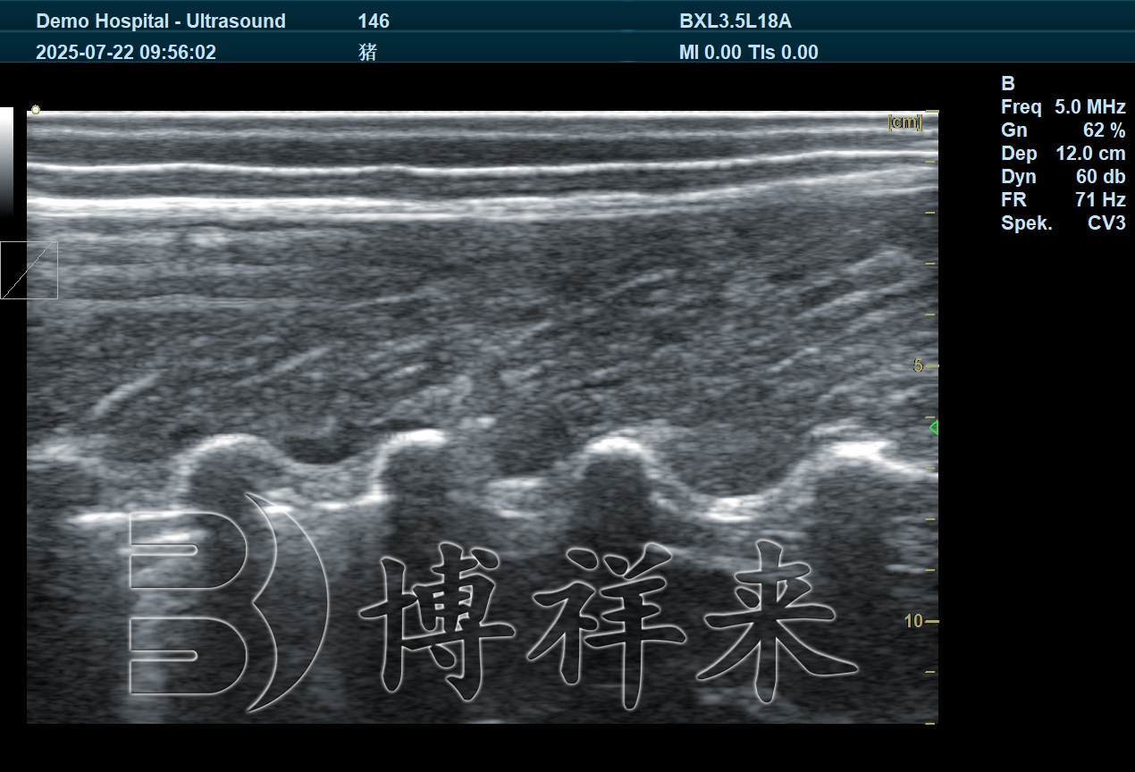 2025.07 DZ20猪背膘眼肌广西农垦图片 (10).jpg