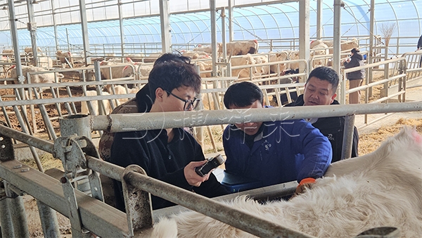 智慧育种进牧场：BXL-DB20 为禾丰牧业牛群性能测定增效