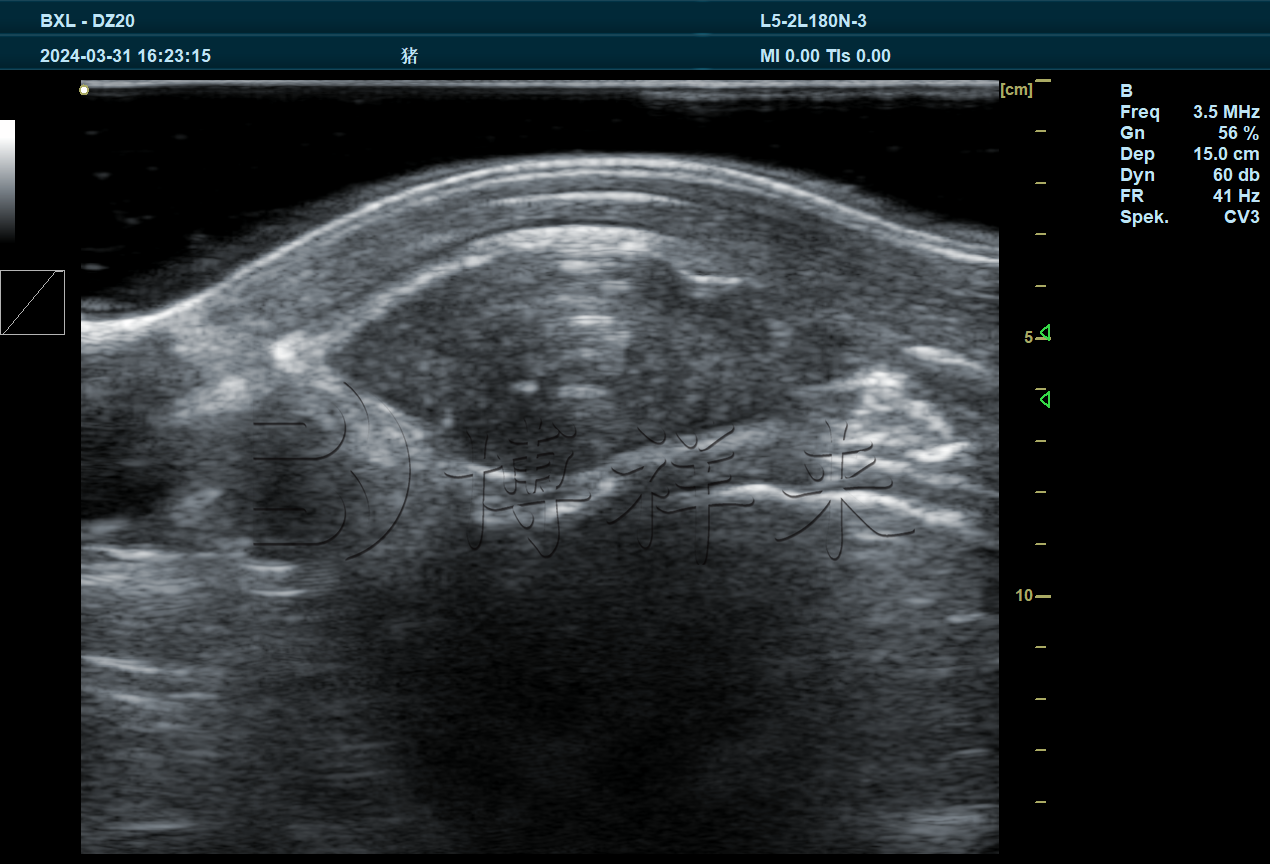 猪眼肌面积横切
