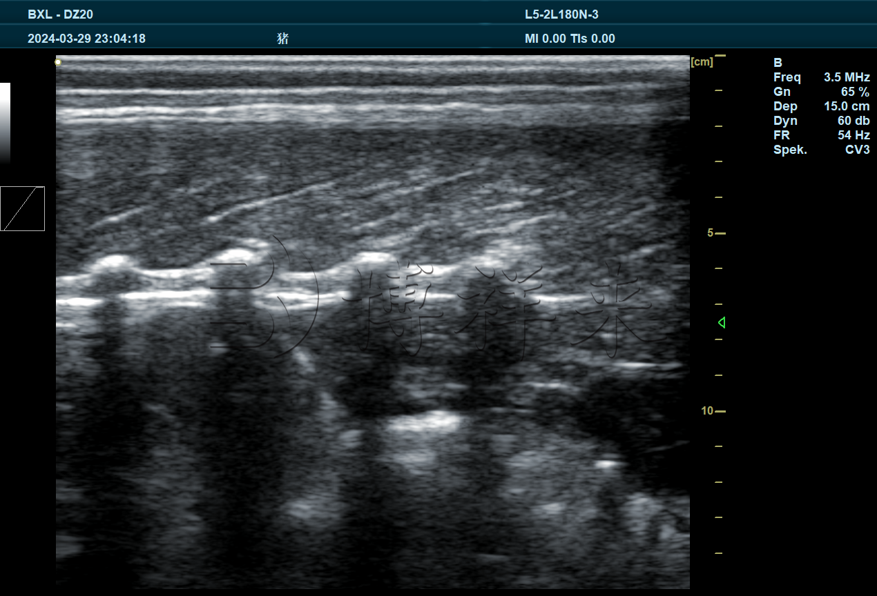猪眼肌面积纵切