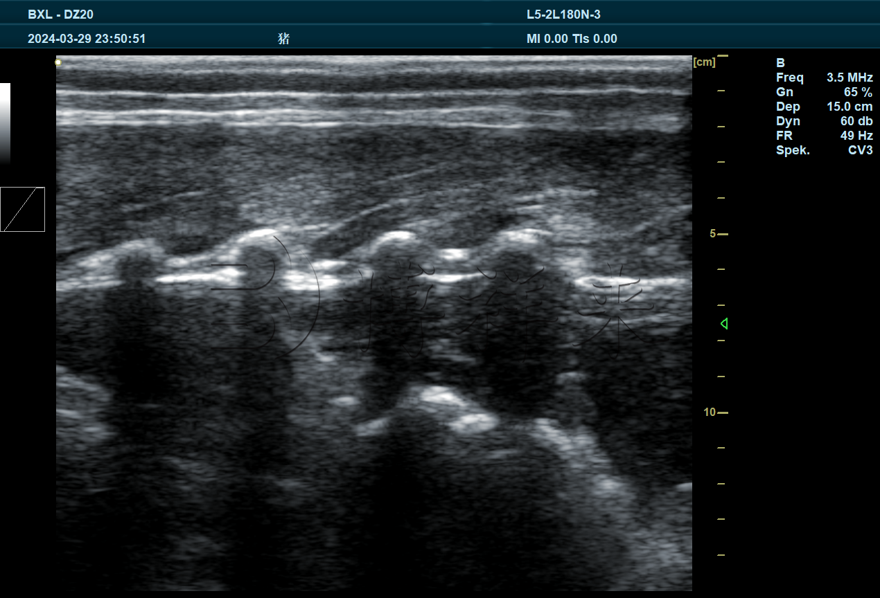 猪眼肌面积纵切