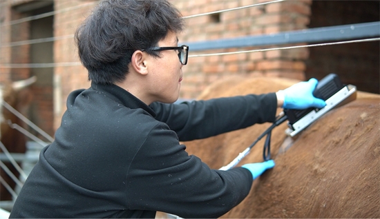 背膘眼肌测定仪如何精准检测肉牛肌内脂肪含量?