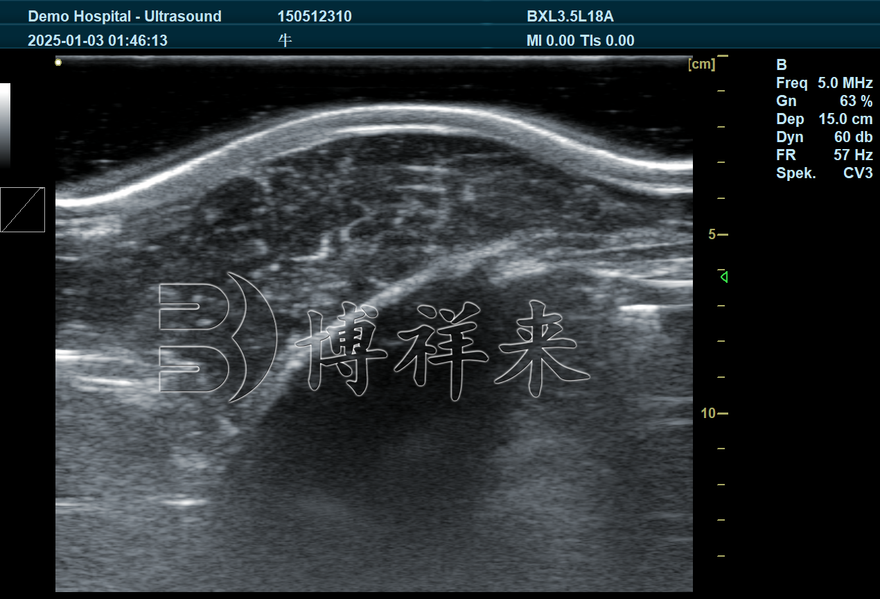 肉牛眼肌面积超声图像