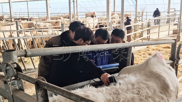 背膘仪在现代肉牛育种中的核心价值