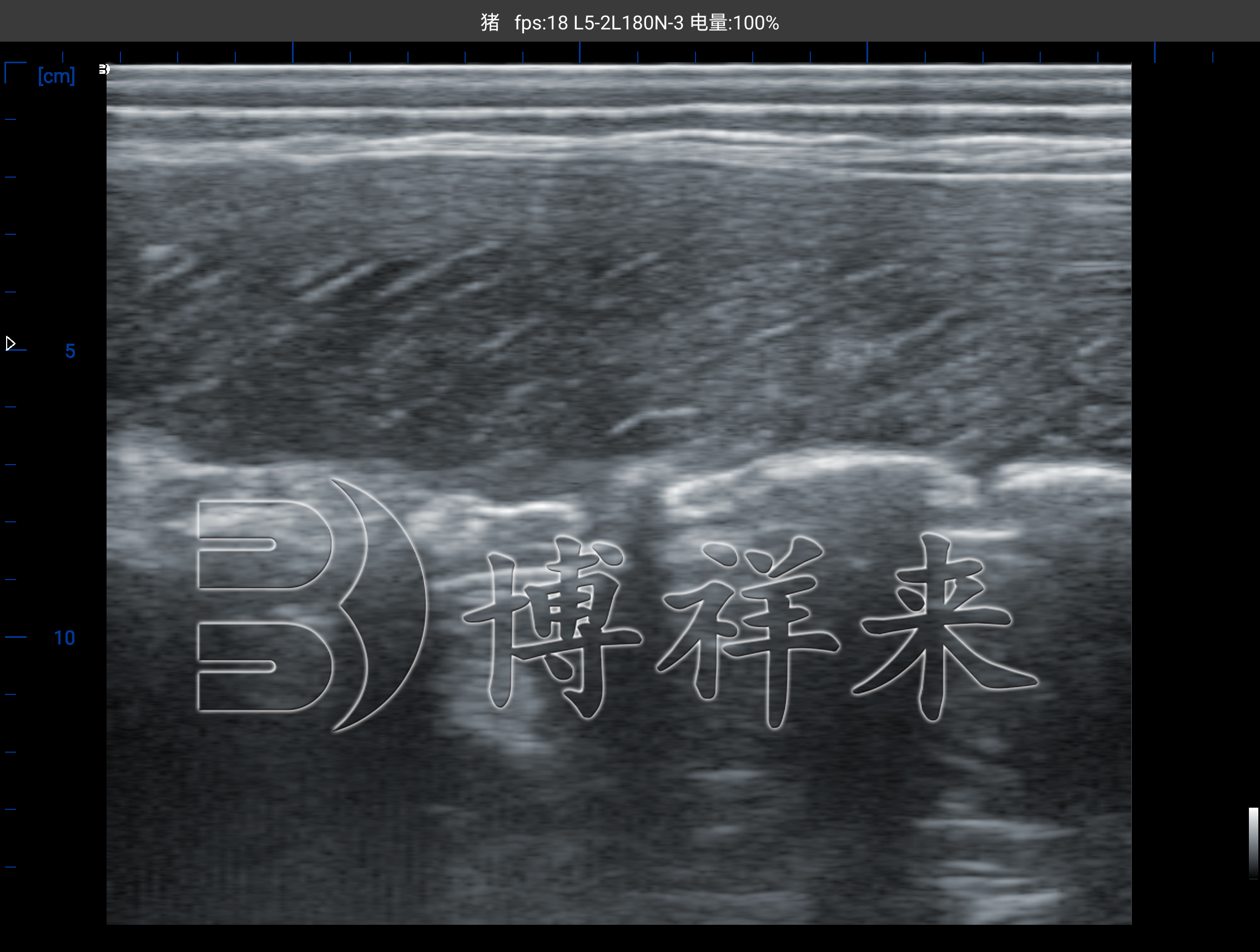 背膘眼肌超声图像