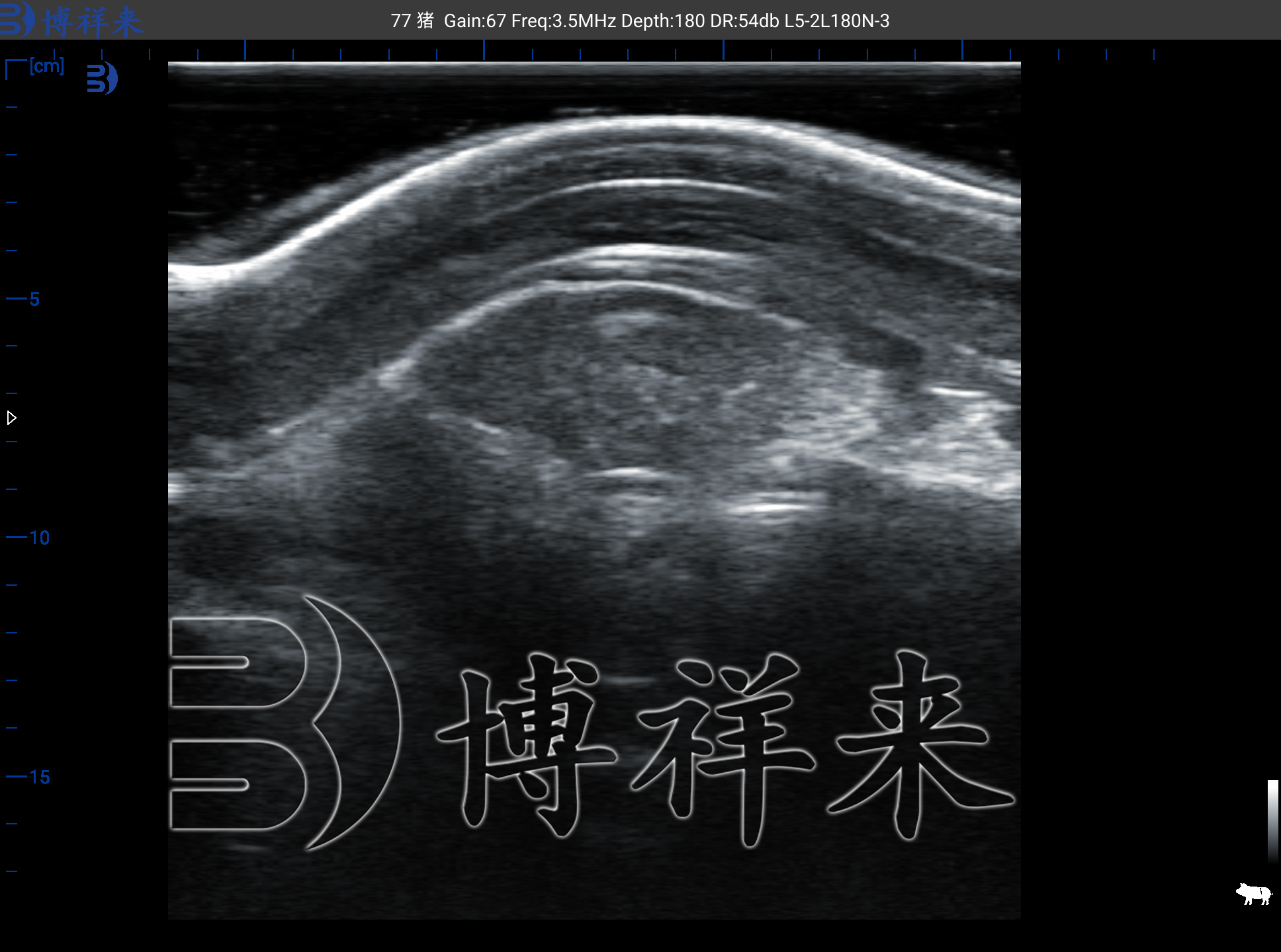 背膘眼肌超声图像