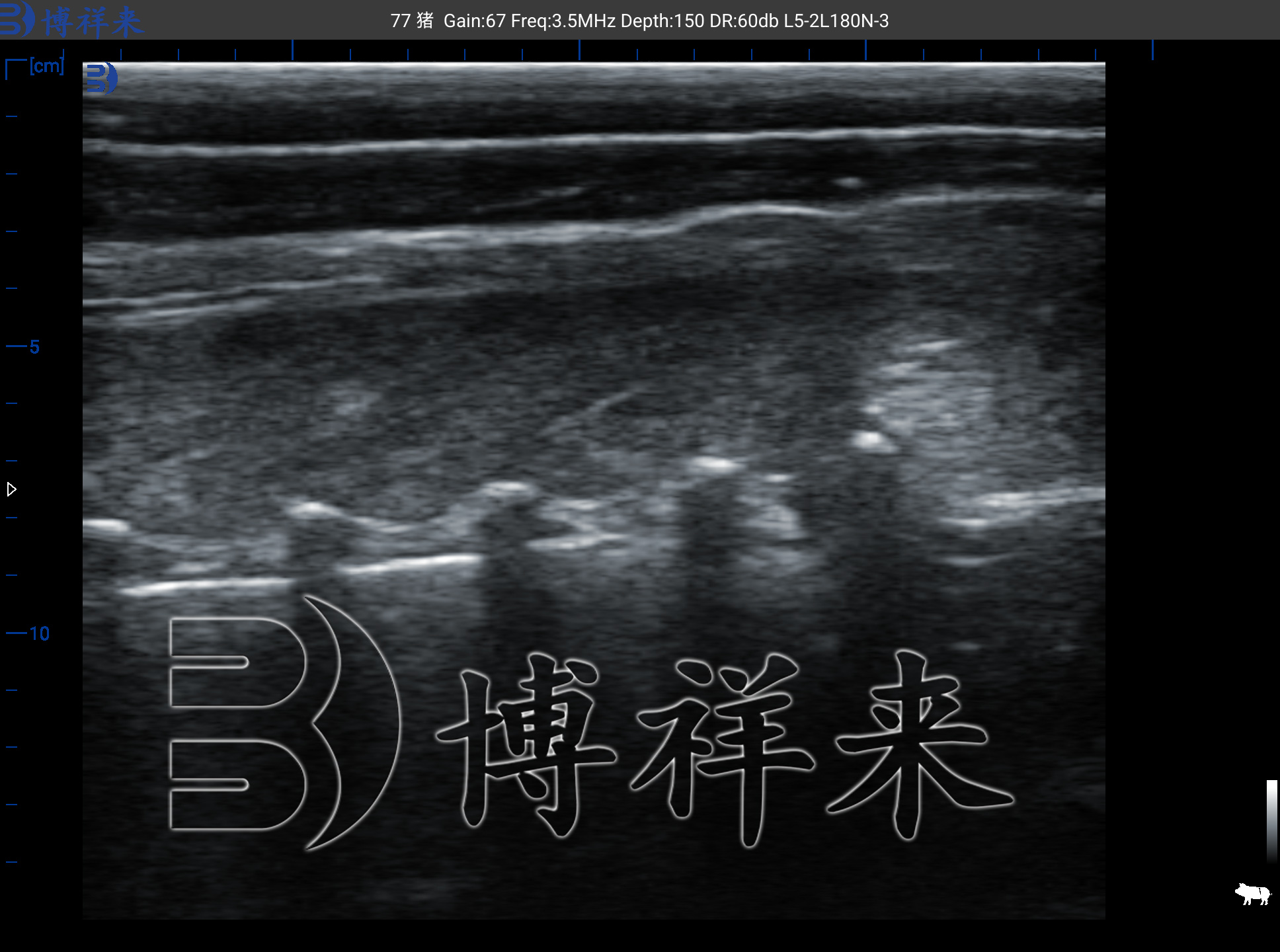 背膘眼肌超声图像