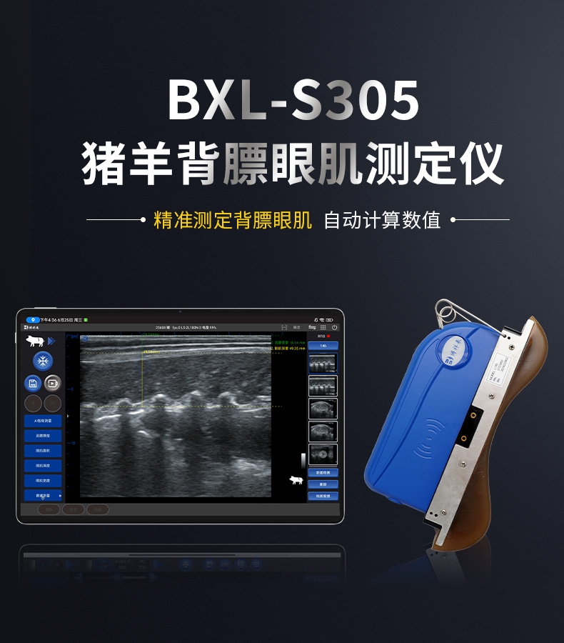 BXL-S305-详情图_01.jpg