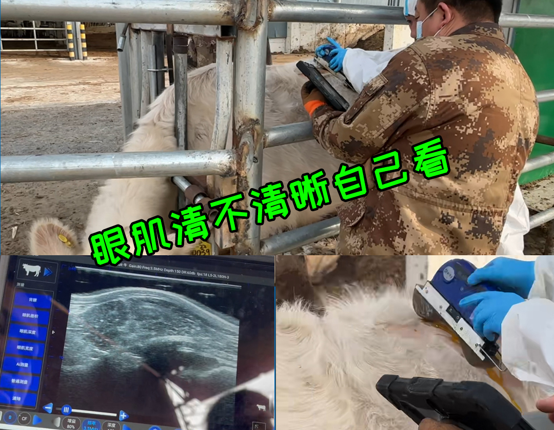 2026.04 s305沈阳禾丰育种场测牛背膘眼肌 (3).jpg