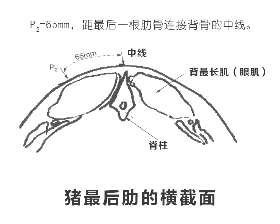 背膘仪测猪背膘的位置