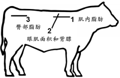 牛眼肌面积测定仪在检测肉牛肉质的作用