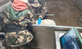 赛诺羊场引入羊用B超机，实现背膘与眼肌精准测量，提升肉质管理水平