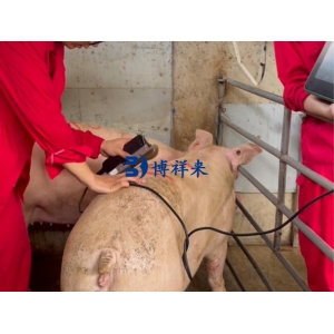 母猪背膘厚度管理：背膘仪与猪用B超机在繁殖中的应用