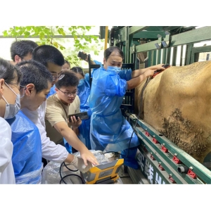 背膘眼肌测定仪对和牛肉质检测在精准育种中的应用
