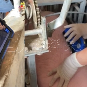 广东河源温氏猪场引入博祥来BXL-S305背膘眼肌测定仪