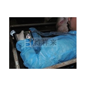 背膘仪对青年母猪的选择