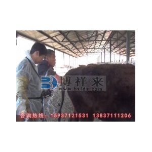 进口背膘仪观察水牛的繁殖特征