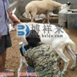 背膘仪辅助小尾寒羊的选配方法和原则