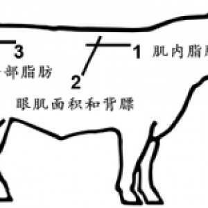 牛眼肌面积测定仪在检测肉牛肉质的作用