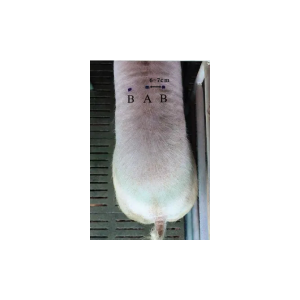 兽用B超机对测猪背膘厚度的影响