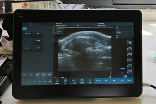 武汉种猪养殖场试猪背膘眼肌B超机