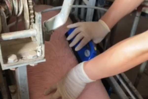 技术老师到猪场培训BXL-S305无线背膘眼肌测定仪