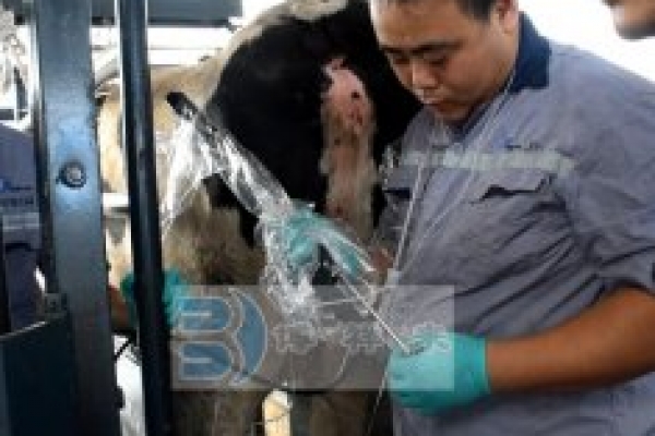 山东奥克斯活体采卵培训现场