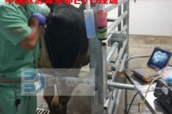 中国农大OPU活体采卵EVO现场