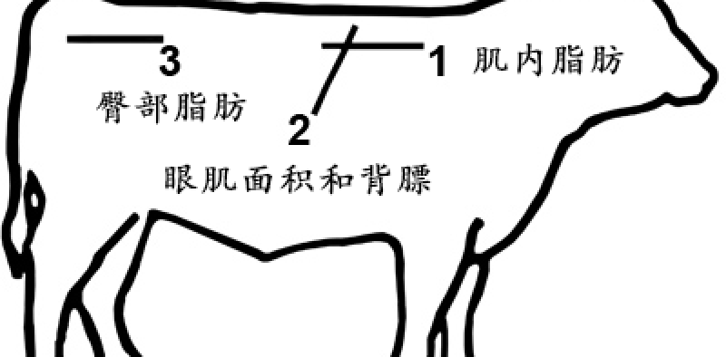 牛用背膘眼肌测定仪：肉牛育种提质增效的必备工具