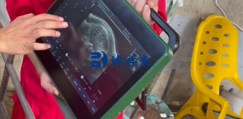 培训广西农垦使用BXL-DZ20测猪背膘眼肌面积