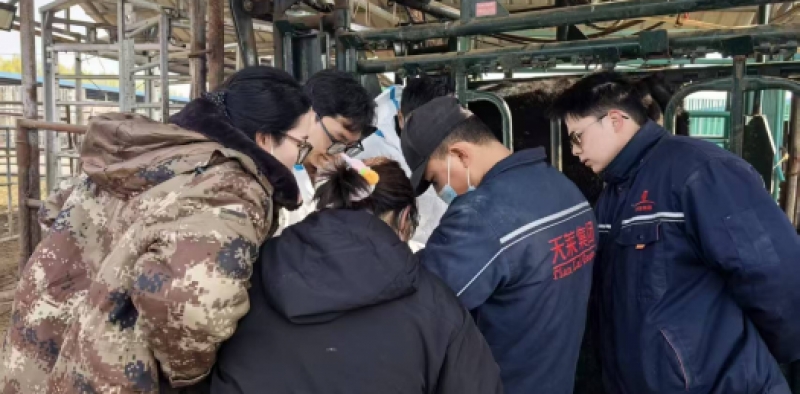 新疆天莱牛场培训BXL-DB20牛背膘眼肌测定仪