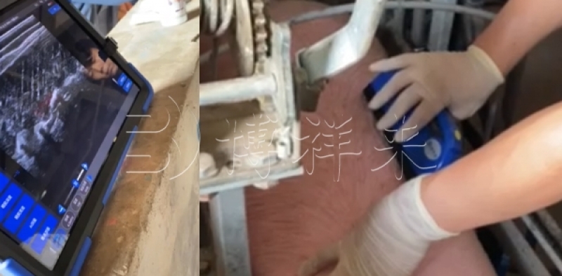 猪背膘检测方法教程：猪用B超机如何准确测量母猪背膘厚度？