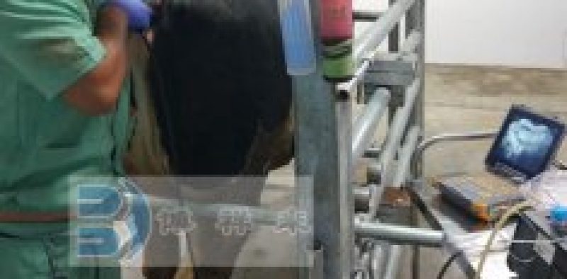 中国农大OPU活体采卵EVO现场