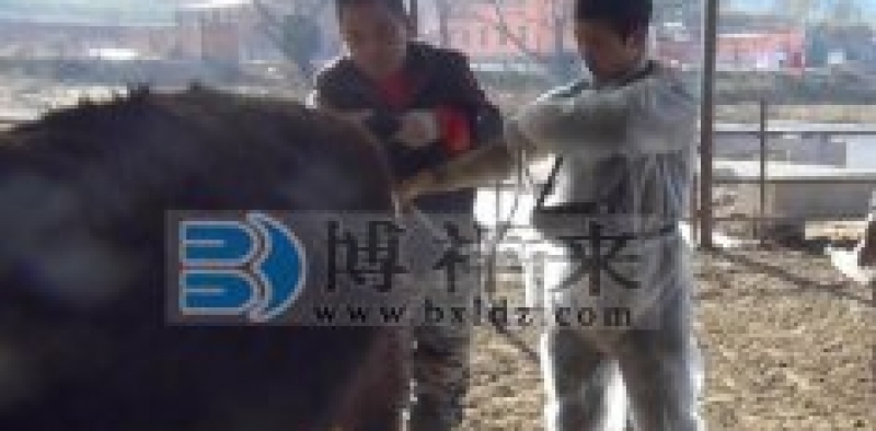 眼肌面积测定仪对眼肌图像背景消除和眼肌图像分割