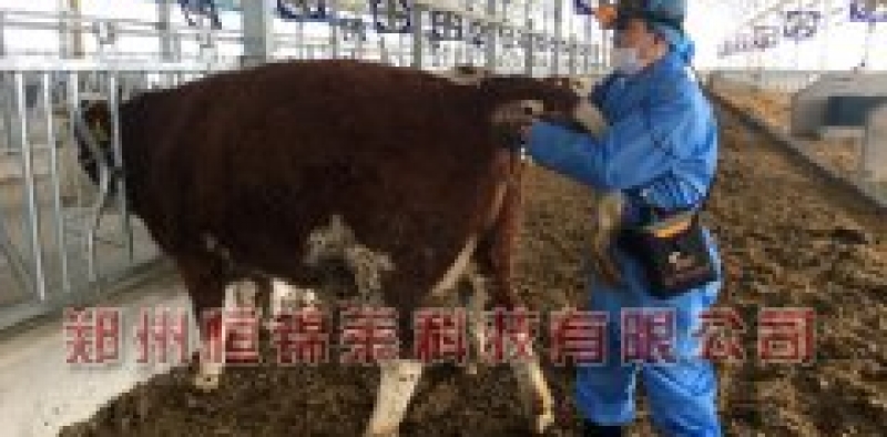 OPU活体采卵仪对母牛活体采卵的频率