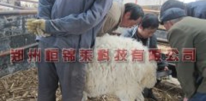 眼肌面积测定仪测定羊眼肌面积与瘦肉率之间的关系