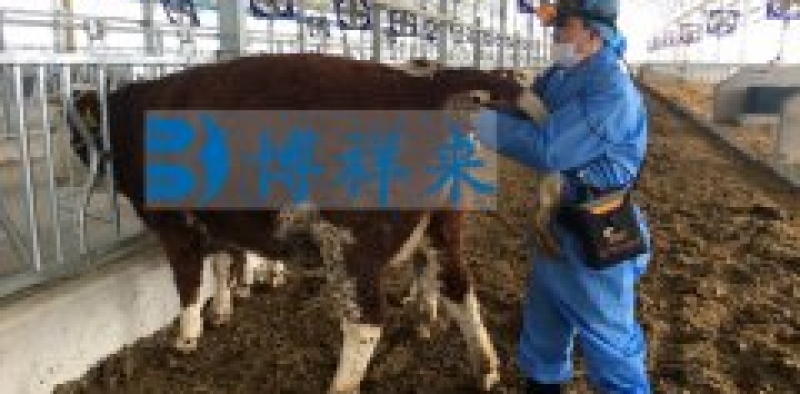母牛同期发情前后使用活体采卵仪检测卵巢、卵泡超声图像变化