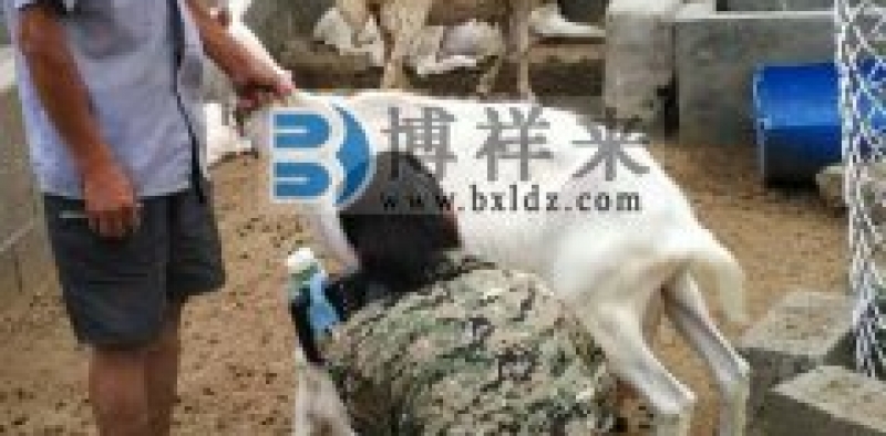 背膘仪辅助小尾寒羊的选配方法和原则