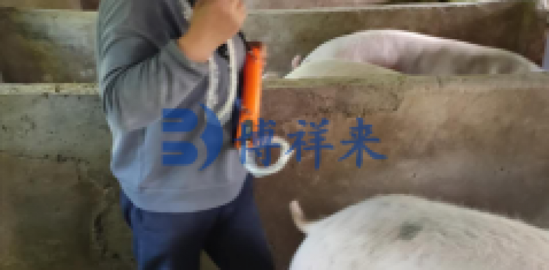 背膘厚度较大的后备母猪会产生更多的乳汁吗？