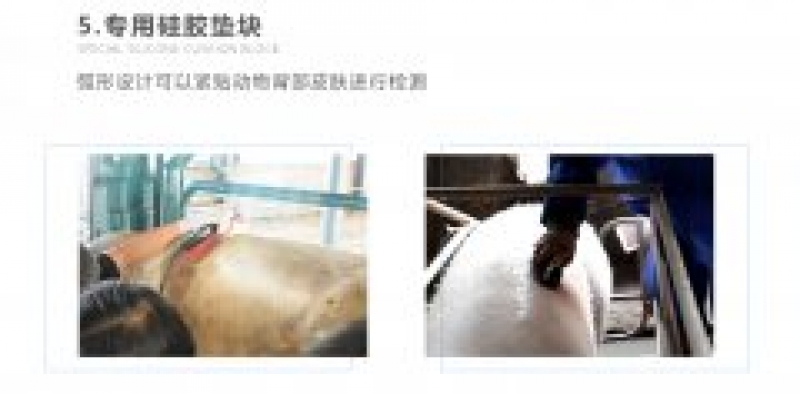 背膘仪：猪牛羊养殖中的科技助手
